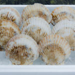 特大活ホタテ8枚入り