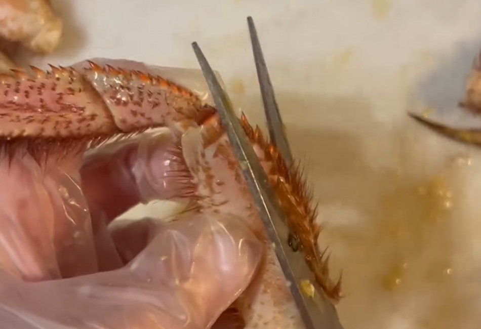 ふるさと産直村_浜茹で黄金毛ガニ‗脚カット