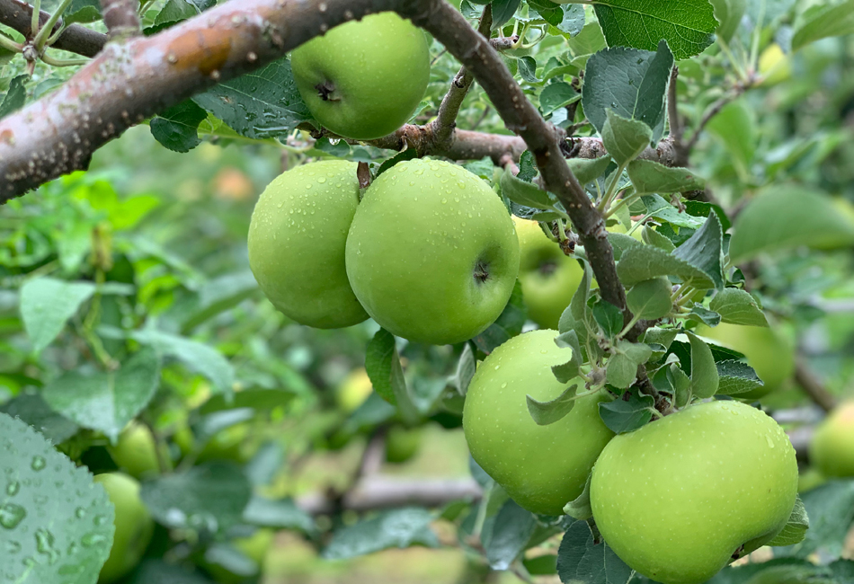 飲み比べが楽しいりんごジュース6本セット　すっぱい林檎の専門店。　木になっているりんご